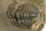 Rare, Spiny Lichid (Acanthopyge) Trilobite - Atchana, Morocco #312765-4